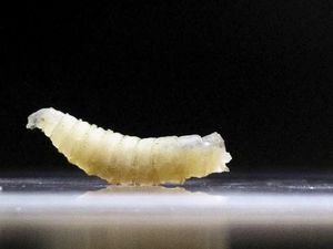 Mengenal Screwworm, Parasit Pemakan Daging yang Menjangkiti Manusia di AS Mengenal Screwworm, Parasit Pemakan Daging yang Menjangkiti Manusia di AS