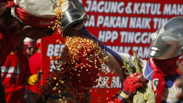 Peternak Ayam Solo Raya Gelar Aksi Mandi Jagung Protes Harga Pakan Mahal