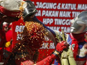 Peternak Ayam Solo Raya Gelar Aksi Mandi Jagung Protes Harga Pakan Mahal Peternak Ayam Solo Raya Gelar Aksi Mandi Jagung Protes Harga Pakan Mahal