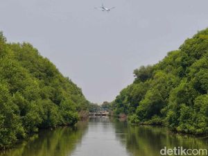 Restorasi Kawasan Pesisir, Ribuan Pohon Mangrove Ditanam di Kalbar