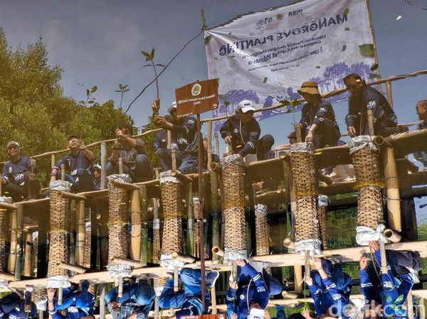 Aksi Tanam Ribuan Mangrove di Jakarta, Jaga Laut dan Pesisir