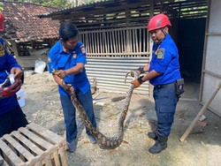 Hii! Ular Sanca 2,5 Meter Kepergok Mangsa Ayam di Playen Gunungkidul
