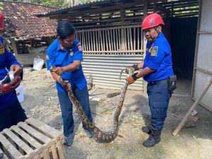 Hii! Ular Sanca 2,5 Meter Kepergok Mangsa Ayam di Playen Gunungkidul Hii! Ular Sanca 2,5 Meter Kepergok Mangsa Ayam di Playen Gunungkidul