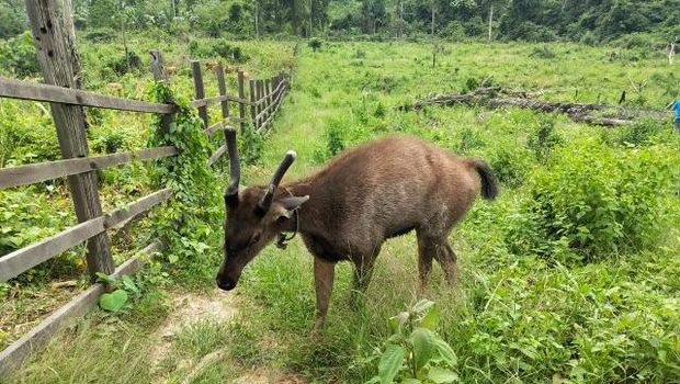 Surga Tersembunyi Kuliner Fermentasi Suku Dayak