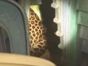 Momen Menegangkan Evakuasi Macan Tutul dari Balai Desa Kuningan Momen Menegangkan Evakuasi Macan Tutul dari Balai Desa Kuningan