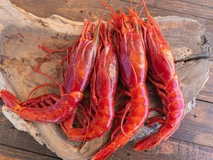 3 Fakta Udang Carabineros, Udang Sultan Rp 450 Ribu per Ekor 3 Fakta Udang Carabineros, Udang Sultan Rp 450 Ribu per Ekor