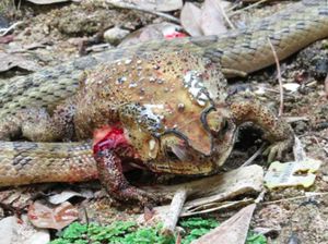 Sadis! Ular Keluarkan Isi Perut Kodok dan Lahap Organnya Satu per Satu Sadis! Ular Keluarkan Isi Perut Kodok dan Lahap Organnya Satu per Satu