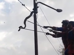 Ular Piton 5 Meter Nangkring di Tiang Listrik Bikin Geger Warga, Damkar Evakuasi