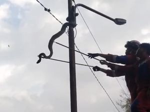 Ular Piton 5 Meter Nangkring di Tiang Listrik Bikin Geger Warga, Damkar Evakuasi Ular Piton 5 Meter Nangkring di Tiang Listrik Bikin Geger Warga, Damkar Evakuasi