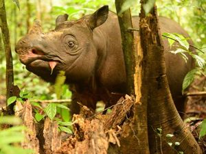 Badak Kalimantan Tinggal 2, Pari Salah Satunya dan Harus Segera Diselamatkan
