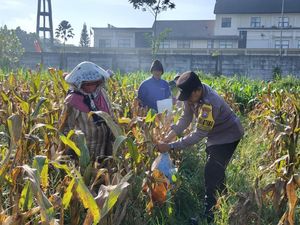Dukung Ketahanan Pangan, Polresta Malang Kota Panen 2,5 Ton Jagung Dukung Ketahanan Pangan, Polresta Malang Kota Panen 2,5 Ton Jagung