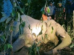 Seekor Gajah Jantan Mati di Aceh Timur, Diduga Minum Racun