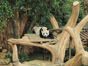 Taman Safari Indonesia Jalankan Inseminasi Panda Raksasa Taman Safari Indonesia Jalankan Inseminasi Panda Raksasa