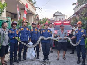 Takut Lihat Ular Sanca 3 Meter di Depan Rumah, Warga Bogor Panggil Damkar Takut Lihat Ular Sanca 3 Meter di Depan Rumah, Warga Bogor Panggil Damkar