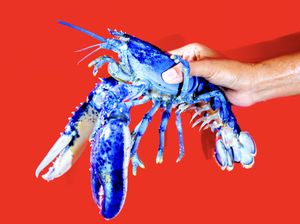 Langka! Lobster Biru Neon Ini Ditemukan di Lepas Pantai Massachusetts AS Langka! Lobster Biru Neon Ini Ditemukan di Lepas Pantai Massachusetts AS