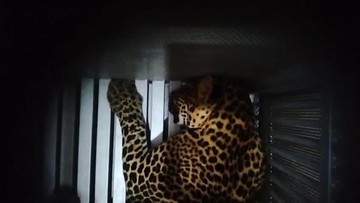 Macan Lembang Hilang: Penanganan Mendesak, Warga Cemas!
