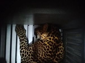 Heboh Macan Tutul Kabur dari Kandang, Warga Lembang Ketakutan Heboh Macan Tutul Kabur dari Kandang, Warga Lembang Ketakutan