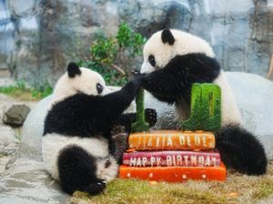 Menggemaskan! Panda Kembar Hong Kong Merayakan Ulang Tahun Pertama Menggemaskan! Panda Kembar Hong Kong Merayakan Ulang Tahun Pertama