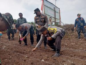 Polres Dumai-Kelompok Tani Kompak Tanam Jagung Wujudkan Ketahanan Pangan Polres Dumai-Kelompok Tani Kompak Tanam Jagung Wujudkan Ketahanan Pangan