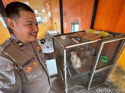 Video: Prihatin dengan Kucing Telantar, Polisi Kediri Dirikan Panti Gratis