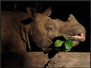 Persebaran Fauna Oriental di Indonesia, Sebagian Ada di Kalimantan