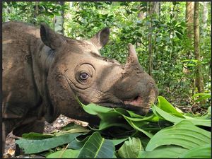 Kisah Tragis Badak Kalimantan, Tinggal Tersisa 2 Ekor di Alam Kisah Tragis Badak Kalimantan, Tinggal Tersisa 2 Ekor di Alam