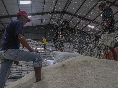 Stok Beras Aman, Indonesia Diproyeksi Surplus Hingga Akhir 2025