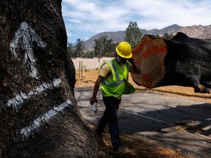 Dari Kayu Kebakaran Hutan Jadi Atap Penuh Harapan