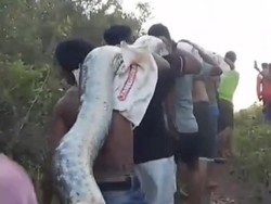 Heboh Ular Piton 6 Meter Dibantai Warga Beramai-ramai, Ini Penampakannya