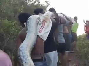 Heboh Warga Ramai-ramai Tebas Kepala Ular Piton 6 Meter Heboh Warga Ramai-ramai Tebas Kepala Ular Piton 6 Meter