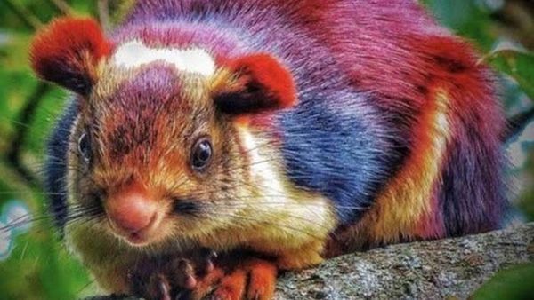 Deretan Hewan Unik di Dunia yang Jarang Orang Ketahui