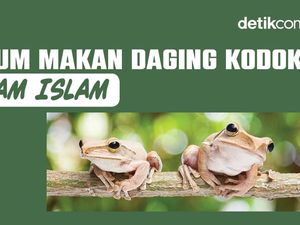 Hukum Makan Daging Kodok dalam Islam Hukum Makan Daging Kodok dalam Islam