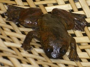 Ini Jakai, Katak Kepala Pipih Tanpa Paru-paru di Kalimantan Ini Jakai, Katak Kepala Pipih Tanpa Paru-paru di Kalimantan
