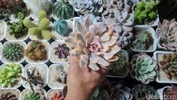 Pameran Tanaman Hias Tampilkan Koleksi Unik dan Bernilai Tinggi