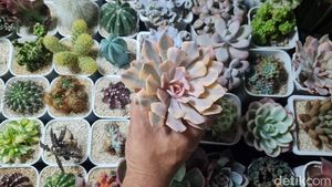 Pameran Tanaman Hias Tampilkan Koleksi Unik dan Bernilai Tinggi