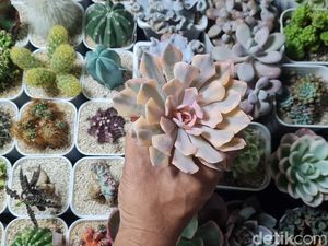 Pameran Tanaman Hias Tampilkan Koleksi Unik dan Bernilai Tinggi