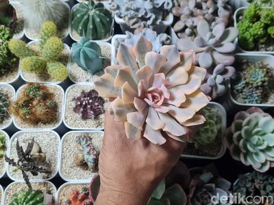 Pameran Tanaman Hias Tampilkan Koleksi Unik dan Bernilai Tinggi