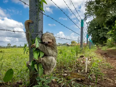 Karya Finalis Kontes Foto Satwa Liar yang Bikin Kagum dan Terenyuh