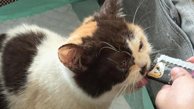 1 kucing dari rumah Uya Kuya yang dijarah berhasil diselamatkan. Saat ini sedang dirawat Sherina Munaf.