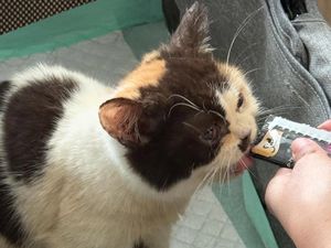 Kondisi Kucing Kurus di Rumah Uya Kuya Bikin Sherina Munaf Prihatin Kondisi Kucing Kurus di Rumah Uya Kuya Bikin Sherina Munaf Prihatin
