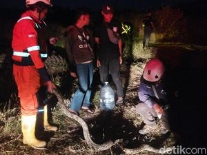 Piton 3 Meter Ditemukan di Lahan Terbakar Dekat Gardu PLN Klaten Piton 3 Meter Ditemukan di Lahan Terbakar Dekat Gardu PLN Klaten