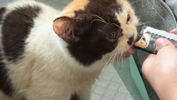 Kucing Uya Kuya