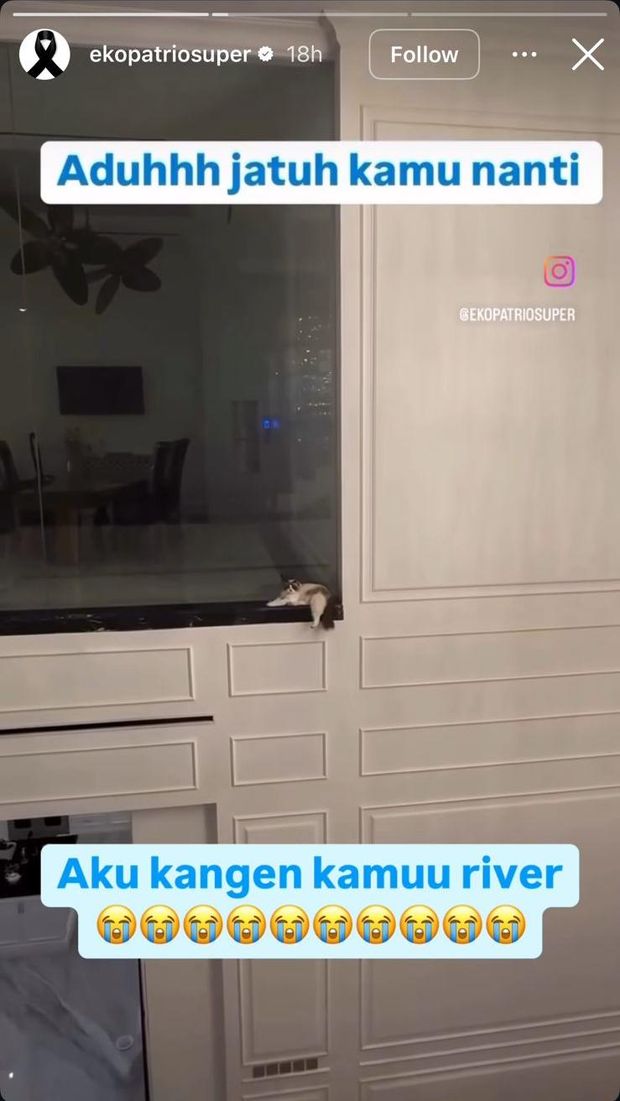River, Kucing Milik Eko Patrio Jadi Korban Penjarahan