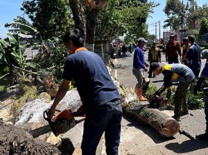 Dampak Angin Kencang di Mojokerto, Rumah Rusak-5 Pohon Tumbang Dampak Angin Kencang di Mojokerto, Rumah Rusak-5 Pohon Tumbang