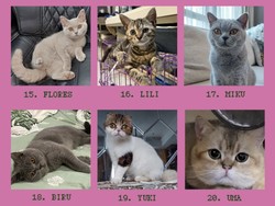 Video: Klarifikasi soal Kucing Uya Kuya yang Nggak Keurus