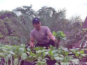 9 Cara Memulai Berkebun di Rooftop Rumah, Pemilihan Tanaman-Tekniknya