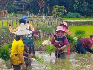 Beras Adan, Primadona Pangan dari Kalimantan Utara Beras Adan, Primadona Pangan dari Kalimantan Utara