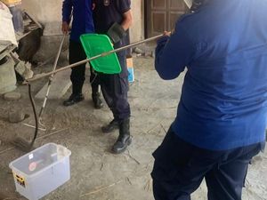 Lagi Nyapu, Warga Lendah Dikagetkan Kobra Jawa 1 Meter Lagi Nyapu, Warga Lendah Dikagetkan Kobra Jawa 1 Meter