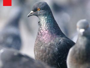 Video: Hotel Merpati, Cara Berlin Atur Populasi Burung Kota Video: Hotel Merpati, Cara Berlin Atur Populasi Burung Kota