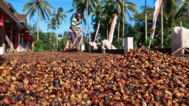 Panen Raya Kopi Robusta Banyuwangi Melimpah, Tembus 1 Ton per Hektare Pekerja menjemur biji kopi di halaman rumahnya di Gombengsari, Banyuwangi, Jawa Timur, Selasa (2/9/2025). Menurut petani, panen raya kopi jenis robusta tahun ini diperkirakan meningkat dibandingkan tahun sebelumnya, dari hasil rata-rata 700 kilogram per hektare menjadi sekitar 1 ton per hektare akibat cuaca yang mendukung serta peningkatan pengetahuan petani terkait metode penanaman yang efektif dan efisien. ANTARA FOTO/Budi Candra Setya/bar